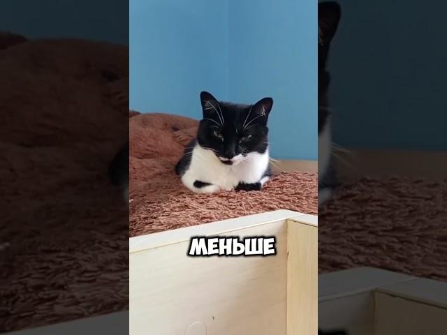 чтобы не переутомиться...#мурка#котик#юмор#шортс#2025 .