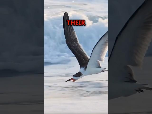 Black Skimmers Nature’s Precision Hunters