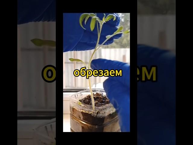 Не беда, если рассада томатов вытянулась