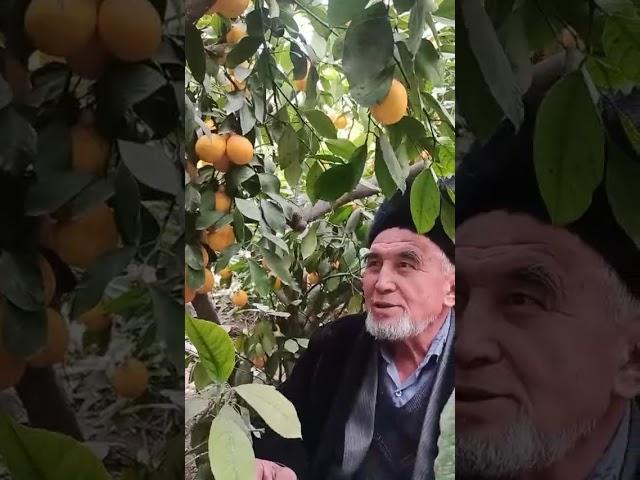 QASHQADARYO VILYOT QAMASHI TUMANI QAMAY QORAQUTON QISHOGI SHERMATOV PARDA BOBODAN LEMONCHILIK SIRLAR