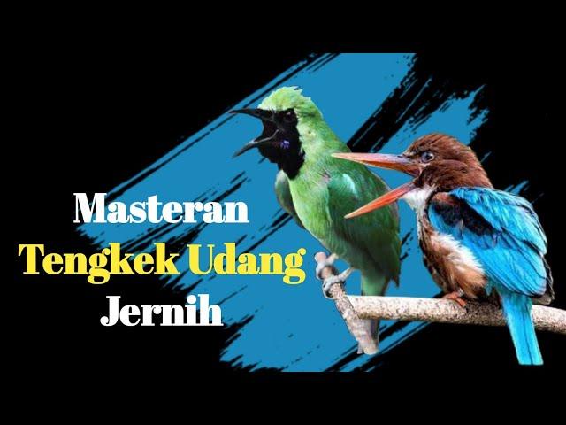 Masteran Tengkek Udang Untuk Isian Cucak Ijo