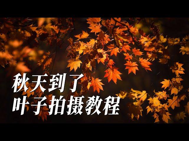 【摄影技巧】秋天的叶子怎样拍好看？