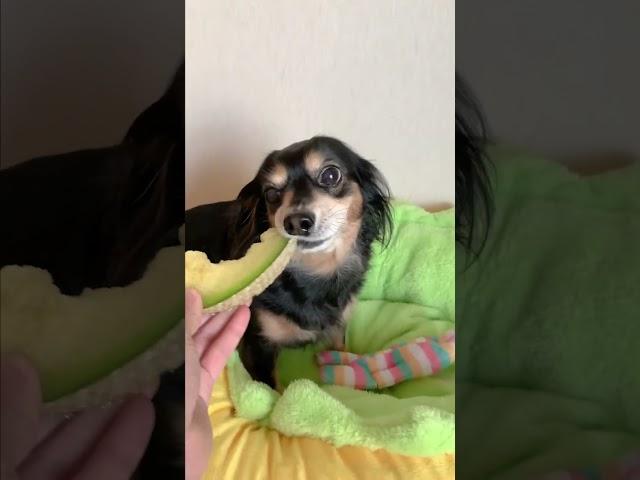 根こそぎ全て奪う犬