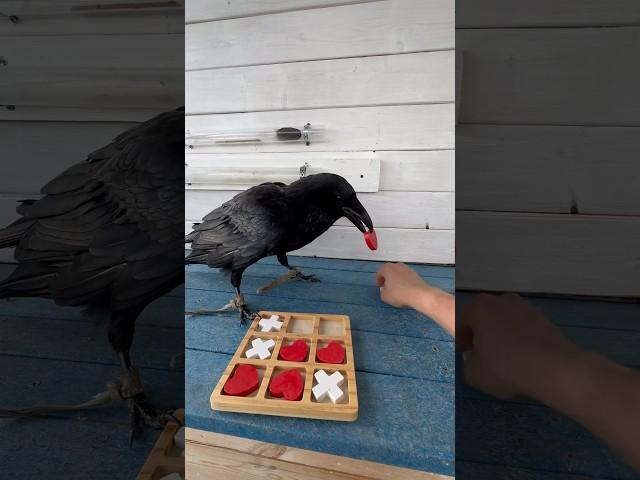 #animal #crow #raven #воронгоша #birds #aboutbirds