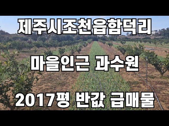 제주시 조천읍 함덕리 마을인근 과수원 2017평 반값 급매물 010 4436 0401 제주도부동산 토지 매매  급매물