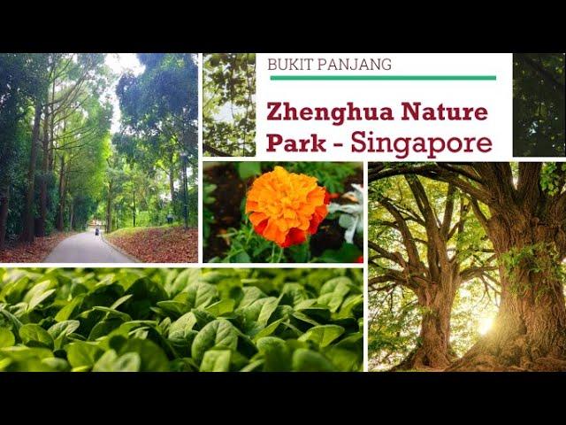 Singapore Nature walk| Zhenghua Nature Park|Singapore Community Garden|Bukit Panjang Tour| Singapore