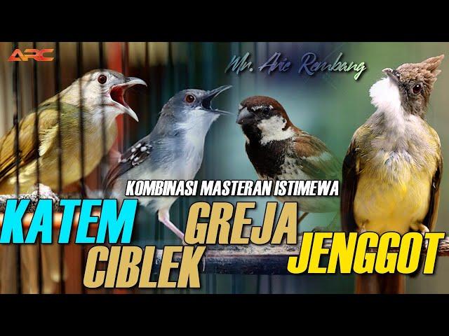 CUCAK ENGGOT - GREJA TARUNG - KAPAS TEMBAK - CIBLEK GUNUNG