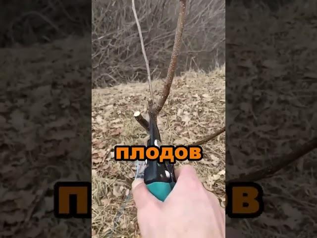 Секрет гигантского урожая крупных яблок #секреты #сад #огород #дача #яблоки #урожай