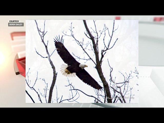 Bald eagles found nesting in Indianapolis, other urban areas