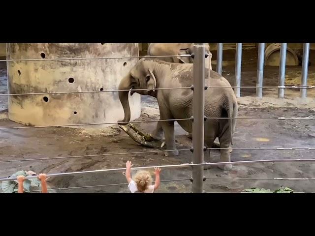 Downtown Portland Oregon Public Zoo Elephant #portland #Oregon #downtownportland #zoo #elephant