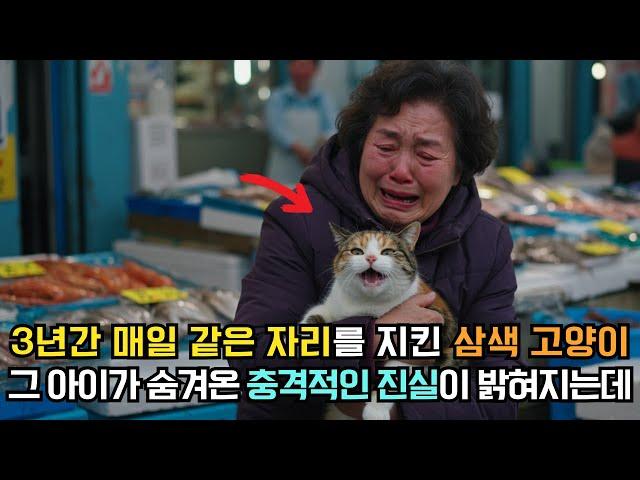 3년간 주인을 기다린 고양이, 그 놀라운 결말에 모두가 울었다