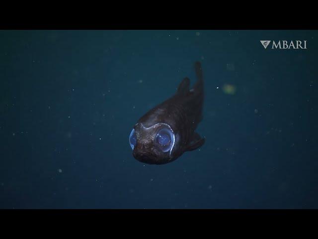 Some of our favorite deep-sea moments of the year—in stunning 4K