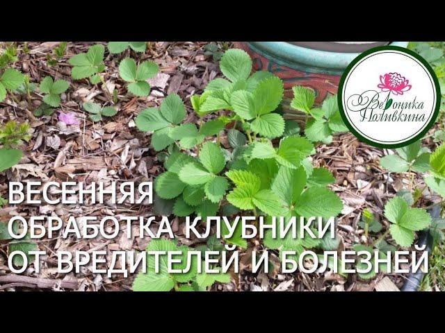 ВЕСЕННЯЯ ОБРАБОТКА КЛУБНИКИ ОТ ВРЕДИТЕЛЕЙ И БОЛЕЗНЕЙ