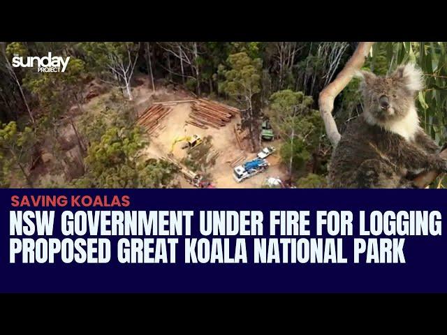 NSW Government Under Fire For Logging Proposed Great Koala National Park