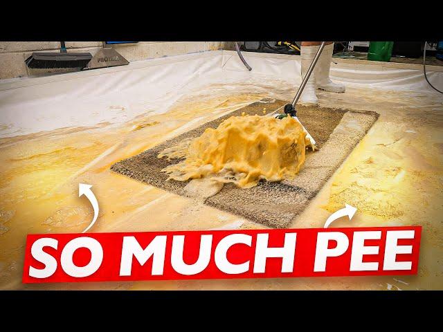 Pee Hard: Pee Soaked Rug Cleaning with a Vengeance! Satisfying ASMR Carpet Cleaning