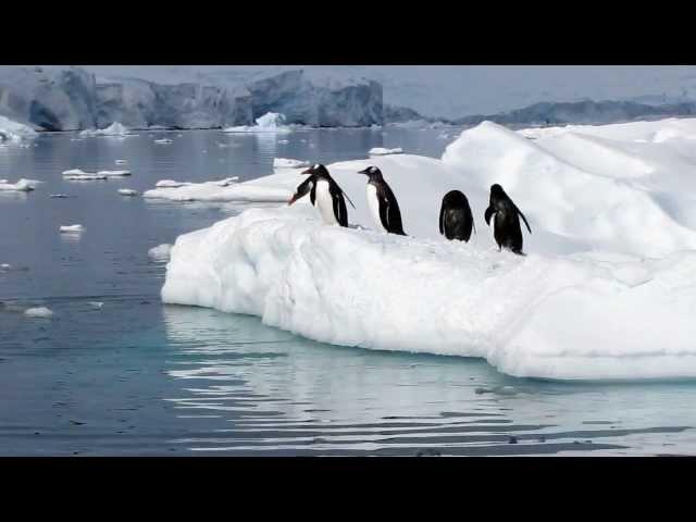 Penguin fail HD - Real penguins playing in Antarctica on New Year's Day 2012