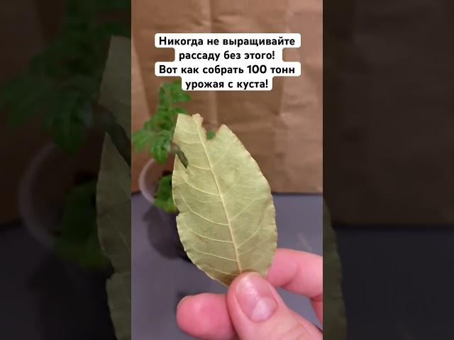 Никогда не выращивайте рассаду без этого! Вот как собрать 100 тонн урожая с куста! #рассада #огород