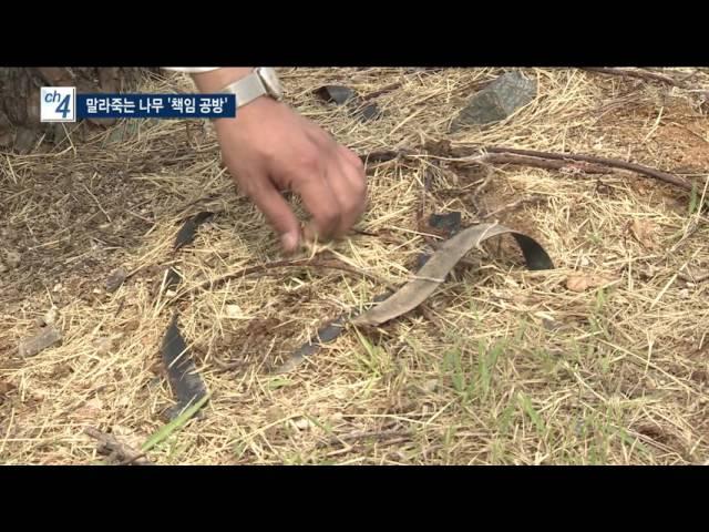 서창2지구, 말라 죽는 나무들...책임 공방 - 티브로드 인천방송