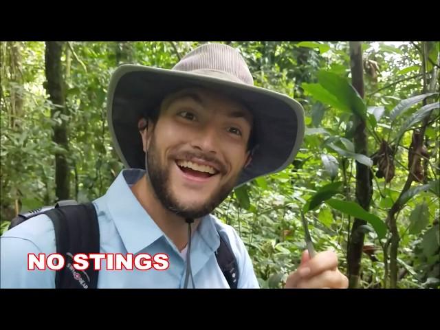 Costa Rica: Field Entomology in the Tropics - Summer 2017