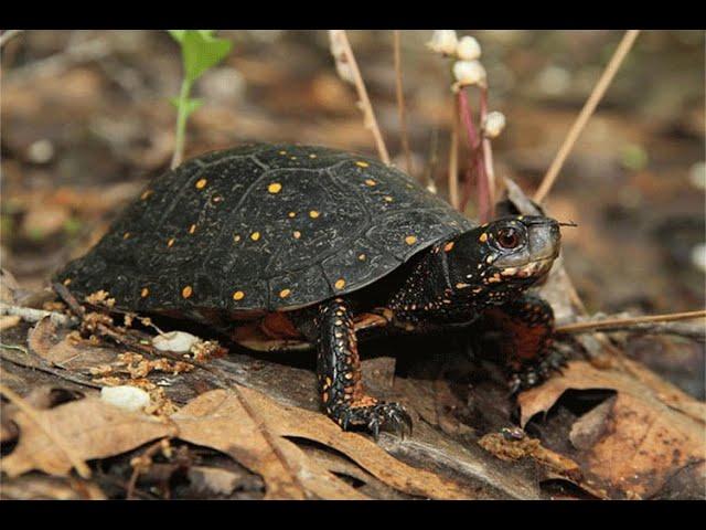 Conservation Outcomes Webinar: Informing Turtle Conservation in the Northeast