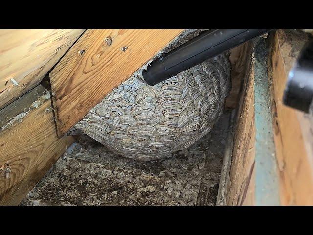 MASSIVE Yellow Jacket Wasp Nest Inside Attic - Wasp Nest Removal