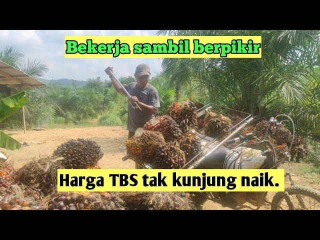 LANGSIR SAWIT || DATARAN TINGGI || HARGA TBS TAK KUNJUNG NAIK || @yt.kampungtiadabatas.8119