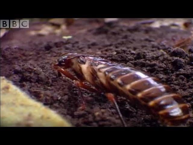 Driver Ants Vs Red Ants | Ant Attack | BBC