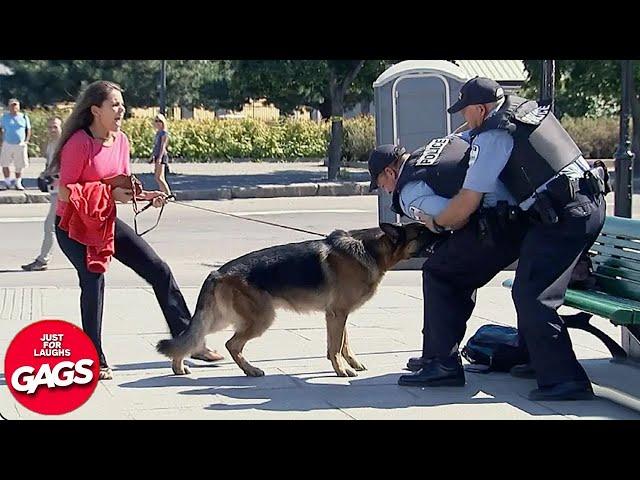 Dog Protects Owner From Cops | Just For Laughs Gags