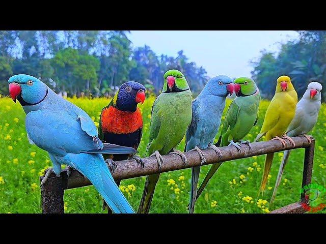 Ringneck Talking Parrot Natural Sounds