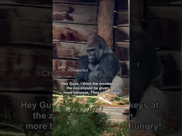 Gorilla Camera Flip meme