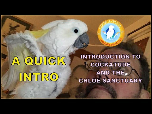 Introduction to Cockatude and the Chloe Sanctuary