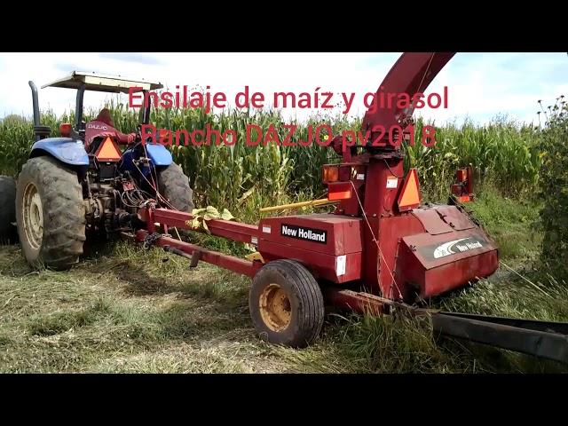 Ensilaje de maíz y girasol pv2018 Zacatecas - Forage production of corn and sunflower