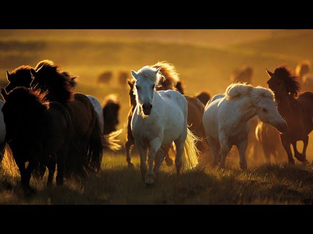 WILD HORSE "Running Free: The Majestic Wild Horses"