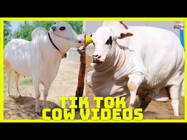 Tik Tok Eid Ul Adha Special | Cow Tik Tok | Cow Videos | Qurbani | Qurbani Ke Janwar | Bakra Eid