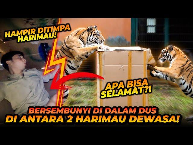 ALSHAD AHMAD NEK4T ! SEMBUNYI DI DALAM DUS DI KANDANG HARIMAU DEWASA ! ESHAN JINORA LANGSUNG SERGAP!