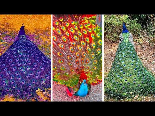 Peacock In The Wind, Beautiful, Colourful, Natural Peacocks Video #02