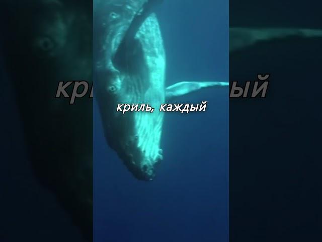Самое большое животное на Земле - и оно живёт сейчас!