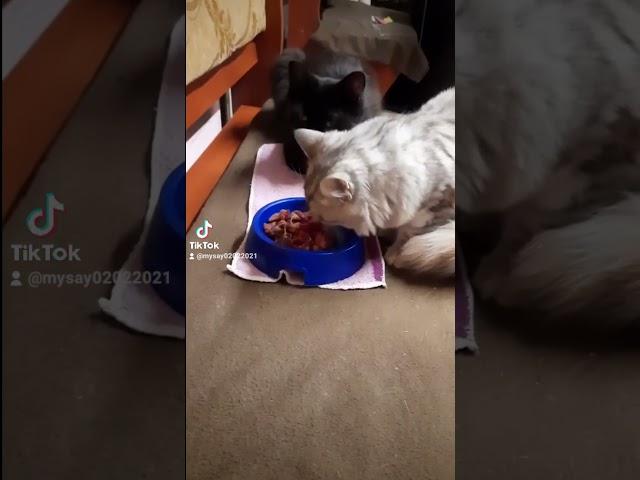 Отжала у собрата мясо.