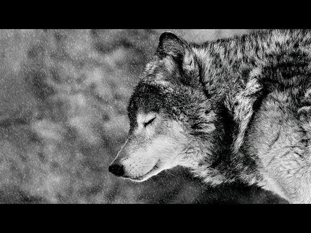 /Волчья яма / Загадочный таежный случай/