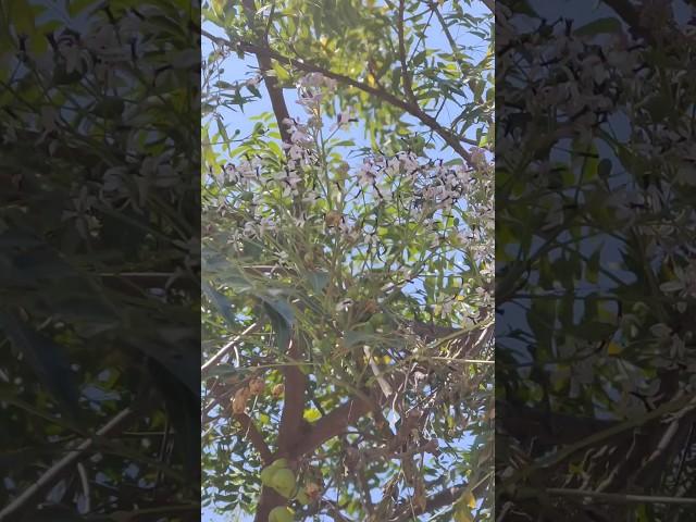 மலைவேம்பு️Mountain Neem⁉️#pavithra#tamil#terracegarden#plants#neem#afteroffice#trees#nature