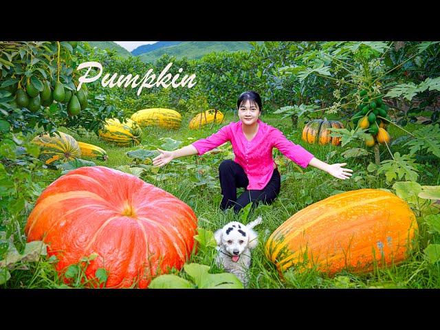 HARVEST PUMPKIN goes to the market sell, Gardening And Cooking||LÝ TRIỆU CA