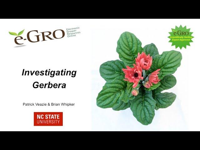 Investigating Gerbera