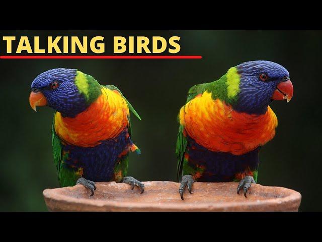 8 Best Talking Bird Species to Keep as Pets || Parrots