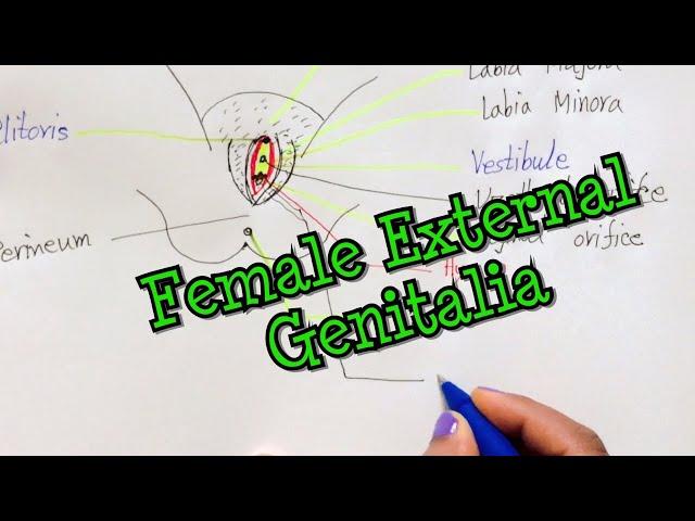 Female External Genitalia | Vulva