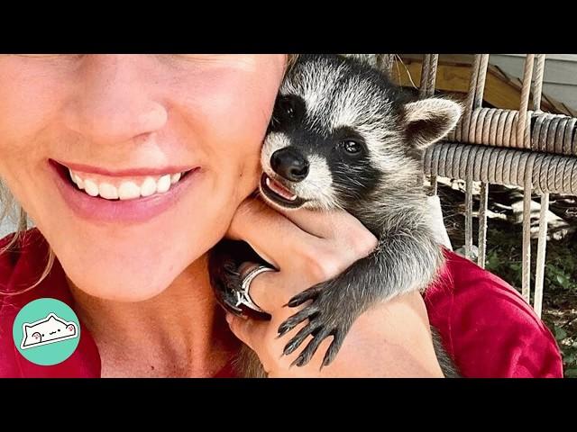 Wild Raccoon Acts Like A Puppy And Plays With Children | Cuddle Buddies