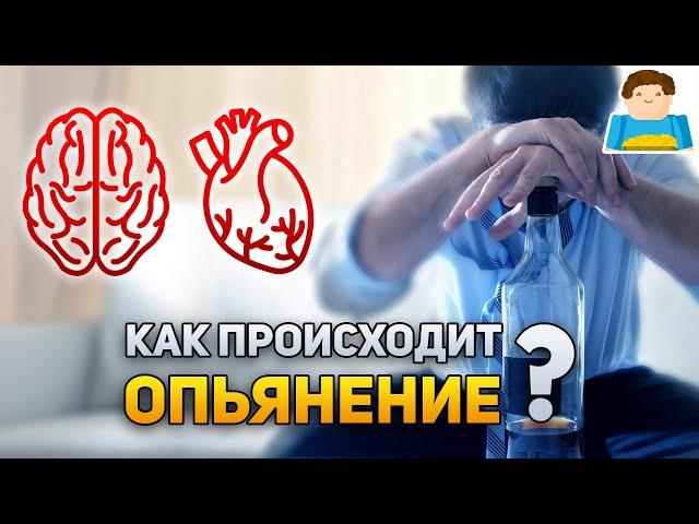 Как происходит опьянение? | Plushkin