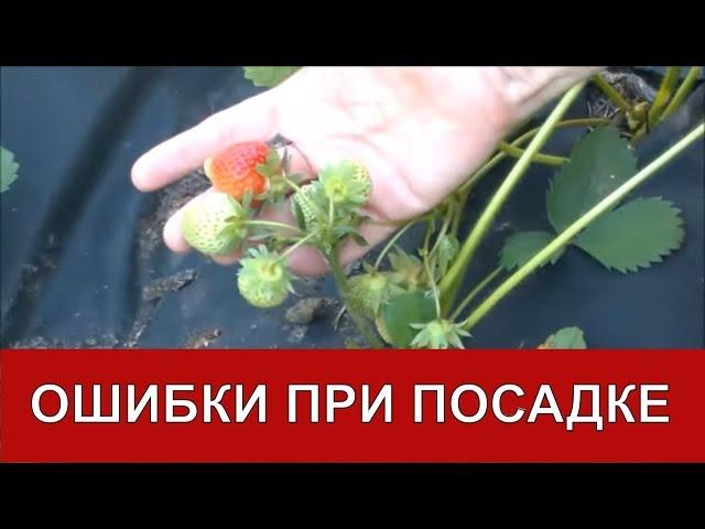 Ошибки при посадке клубники на агроволокно / Органическое земледелие