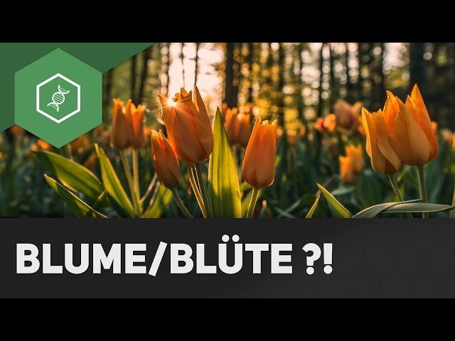 Blume oder Blüte: Was ist der Unterschied?!