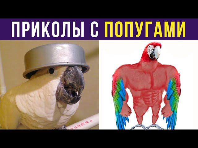 ПРИКОЛЫ С ПОПУГАЯМИ | Мемозг #308