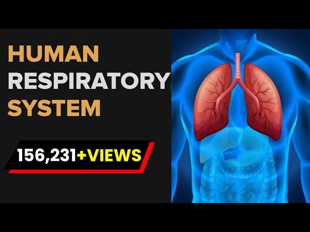 Human Respiratory System | Respiratory System Anatomy | Biology | Letstute